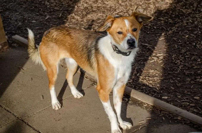 Dog from shelter, Fine | Blond Mischling Male