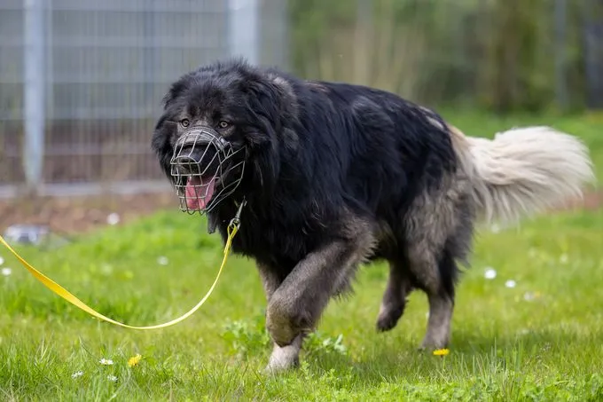 Dog from shelter, Michel | Schwarz Braun Kaukasischer Owtscharka Male