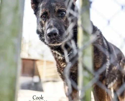 Dog from shelter, Cook | Schäferhund Male