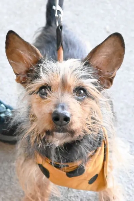 Hund aus Tierheim, Gronkel | Terrier Dackel Mix Männlich