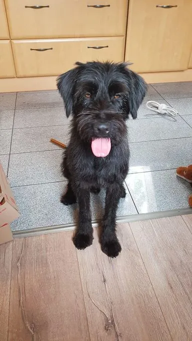 Charly - schnauzer-mix zur Adoption