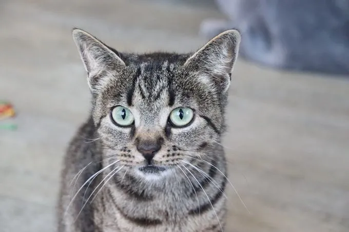 Sally - ekh zur Adoption