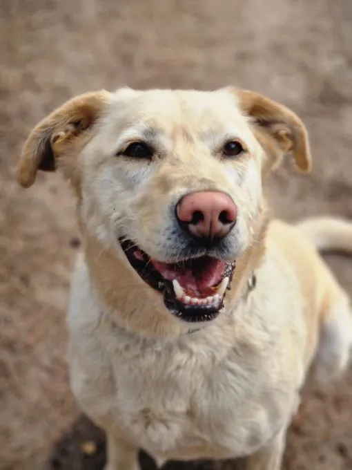 H24-007 Timmy - Labrador zur Adoption