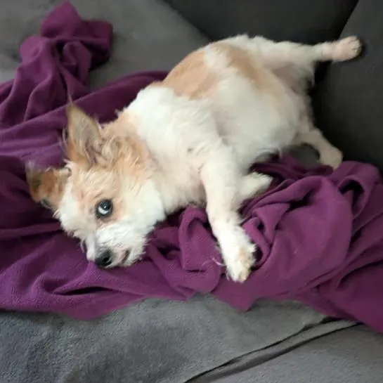 Dog from shelter, Bobby Lee | Mischling Male