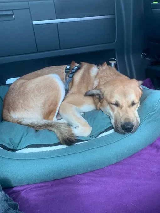 Dog from shelter, Zazu | Blond Mischling Male
