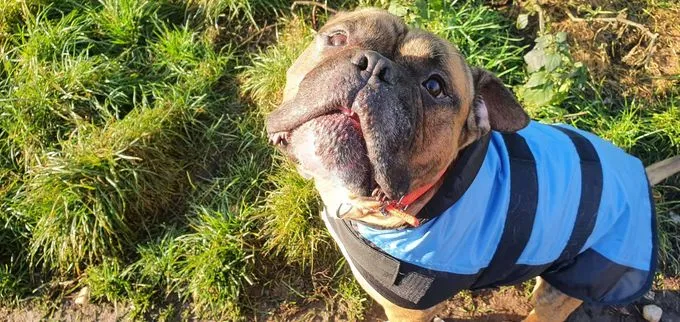 Hund aus Tierheim, Viet | Englischer Bulldoggen Mix Männlich