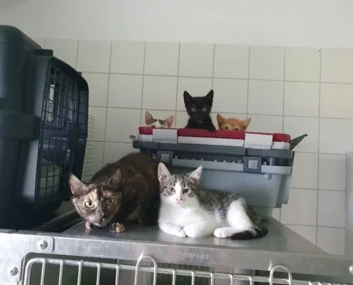 Cat from shelter, Unsere Gummibärenbande | Female