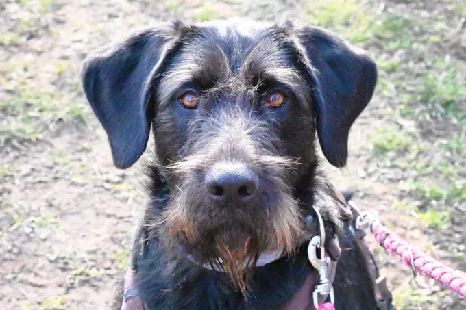 Hund aus Tierheim, Pepper | Drahthaar Labrador Mix Weiblich