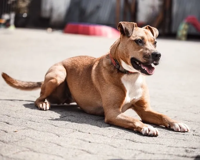 Haribo - mischling zur Adoption