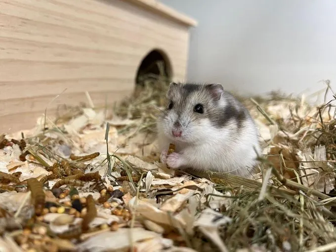 Dschungarischer Zwerghamster - Dschungarischer Zwerghamster zur Adoption