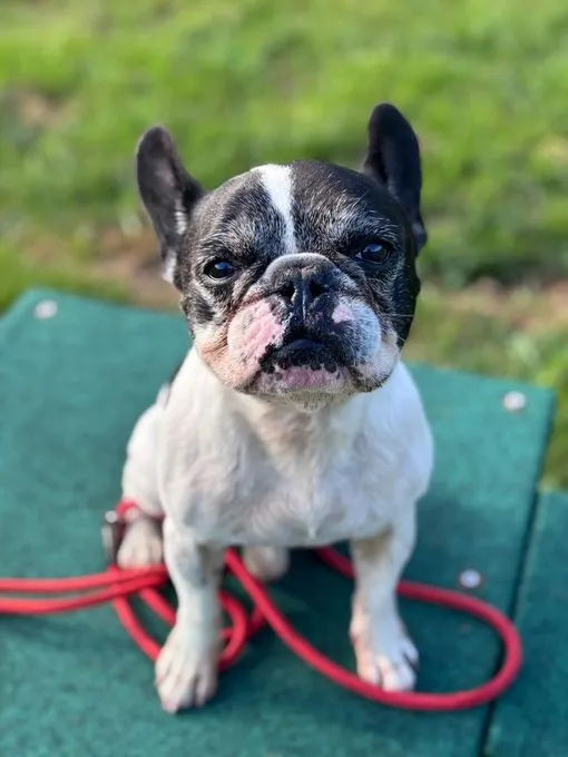 Kenzo - franzoesische-bulldogge zur Adoption