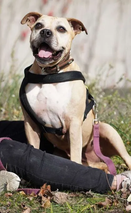 Dog from shelter, Lili | Staffordshire Bulldog Mix Female