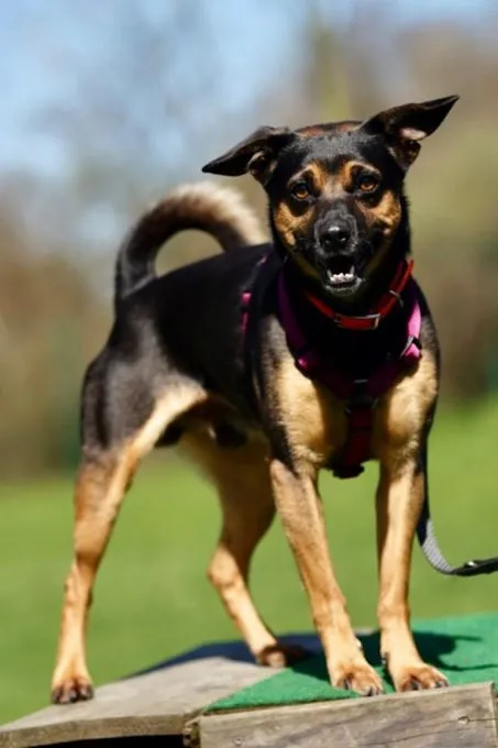 Hund aus Tierheim, Benji | Schwarz Loh Pinscher Mix Männlich