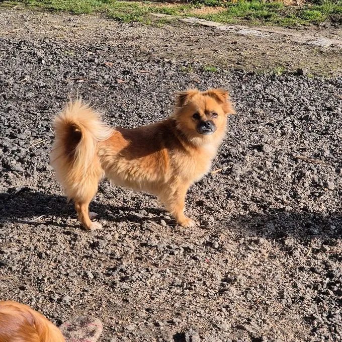 Penny-Lou - Pekinesen-Mix zur Adoption