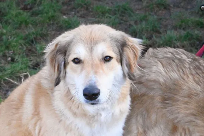 Dog from shelter, Jua Dabirri | Kaukasen Mix Female
