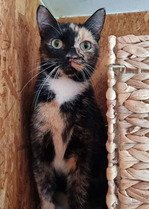 Shirley - ekh zur Adoption