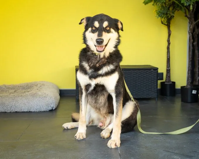 Pando - mischling zur Adoption
