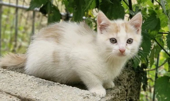 Zimti, Zack, Zoey und Zuri - mischlingskatze zur Adoption