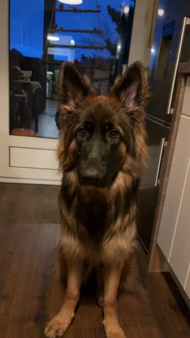 Vermittlungshilfe – L - deutscher-schaeferhund zur Adoption