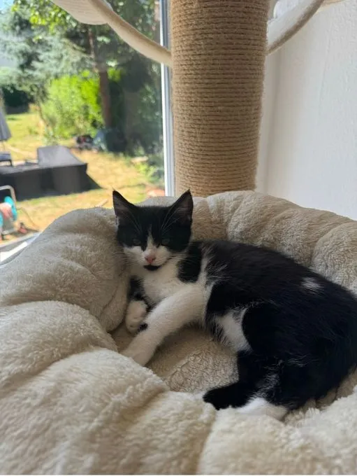 Minou - ekh zur Adoption
