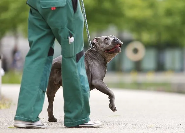 Dog from shelter, Tyra | Staffordshire Mix Female