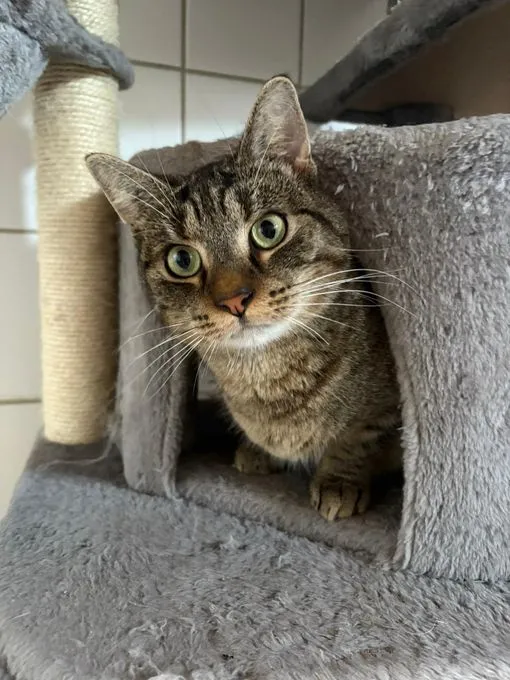 Daniel - EKH zur Adoption