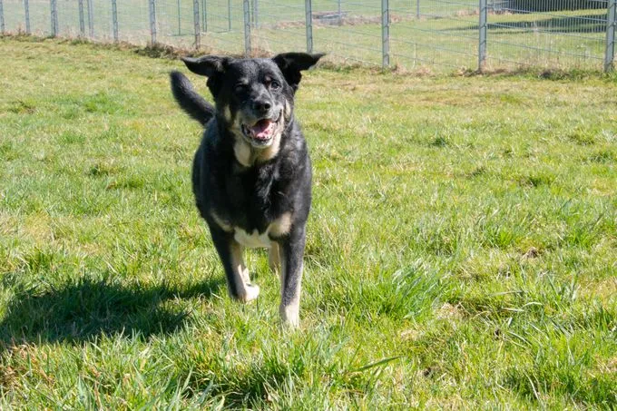 Hund aus Tierheim, Tyson | Grau Schwarz Appenzeller Mischling Männlich