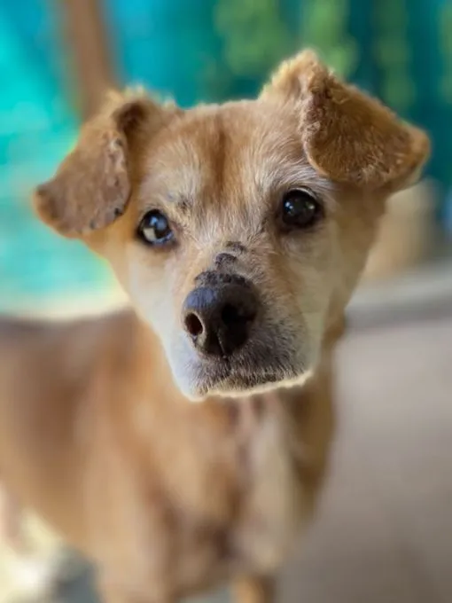 Heike - chihuahua-mix zur Adoption