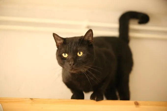 Cat from shelter, Tom | Schwarz Ekh Male
