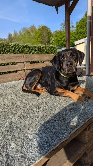 Zabou - Dobermann-Cane Corso Mix  zur Adoption