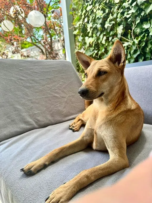Bambi - mischling zur Adoption