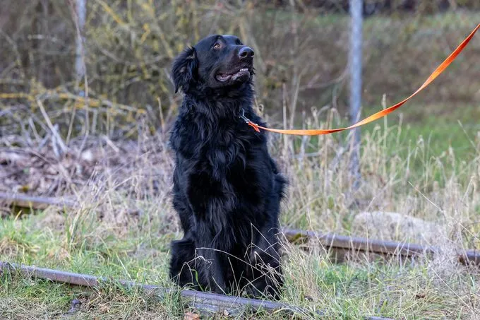 Dog from shelter, Gulliver | Schwarz Mischling Male