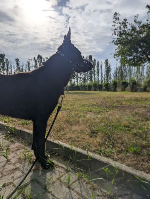 Dog from shelter, Gero | Deutscher Schäferhund Male