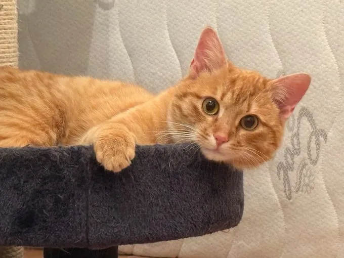 Bubi - ekh zur Adoption
