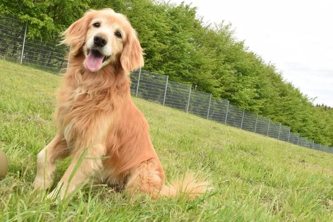 Dog from shelter, Gino | Braun Cocker Spaniel Mischling Male