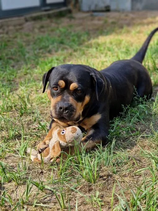 H25-021 Grace - American Bulldog zur Adoption