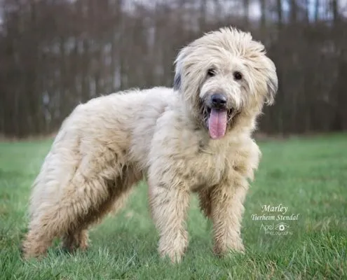 Dog from shelter, Marley | Harzer Fuchs Schafspudel Mix Male