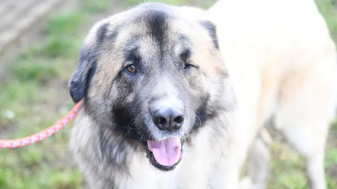 Dog from shelter, Koda | Kaukasen Mix Female