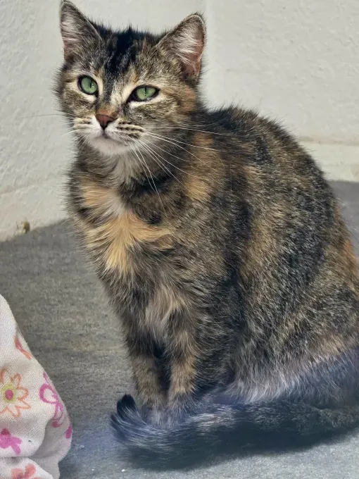Dori - europaeische-hauskatze zur Adoption
