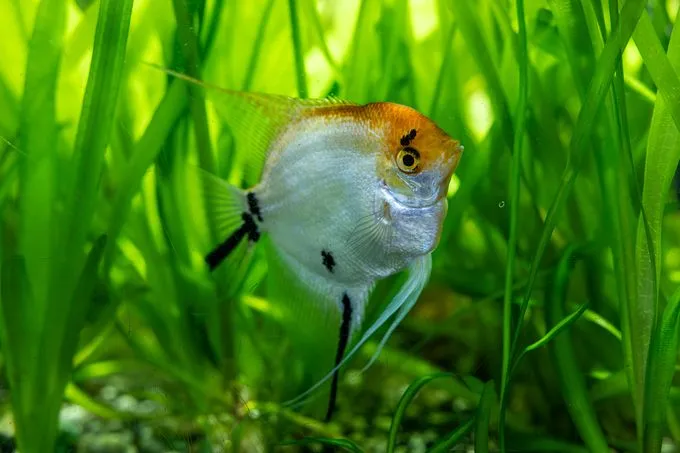 Moon & Sun - Skalar zur Adoption