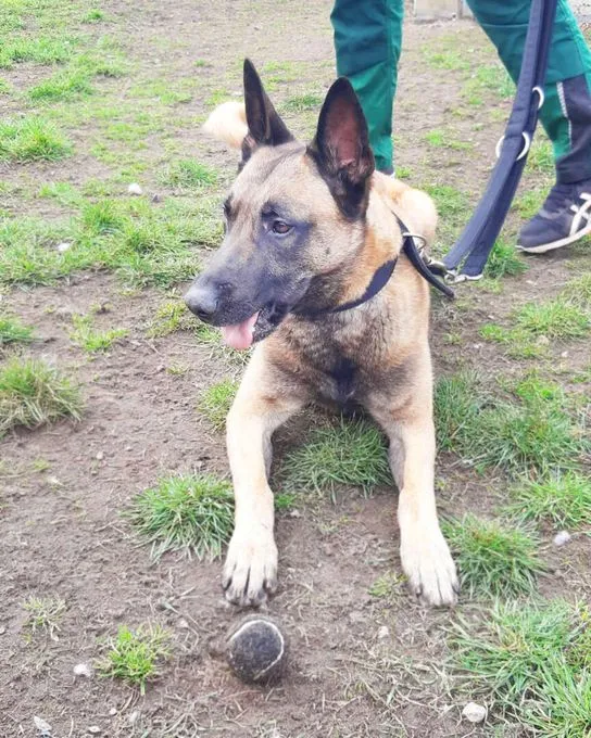 Dog from shelter, Nacho | Belgischer Schäferhund Female