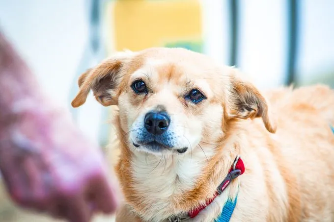 Silling - mischling zur Adoption