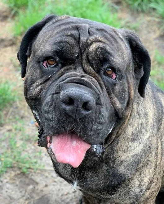 Dog from shelter, Dante | Mastino Mix Male