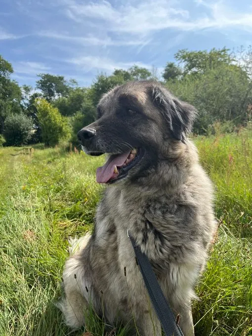 Dog from shelter, Bumi | Beige Schwarz Kangal Mix Male