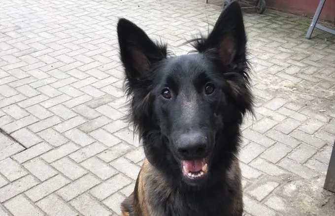 Dog from shelter, Atze | Braun Schwarz Malinois Male