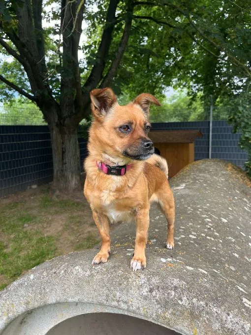 Dog from shelter, Rachel | Beige Chihuahua Mischling Female