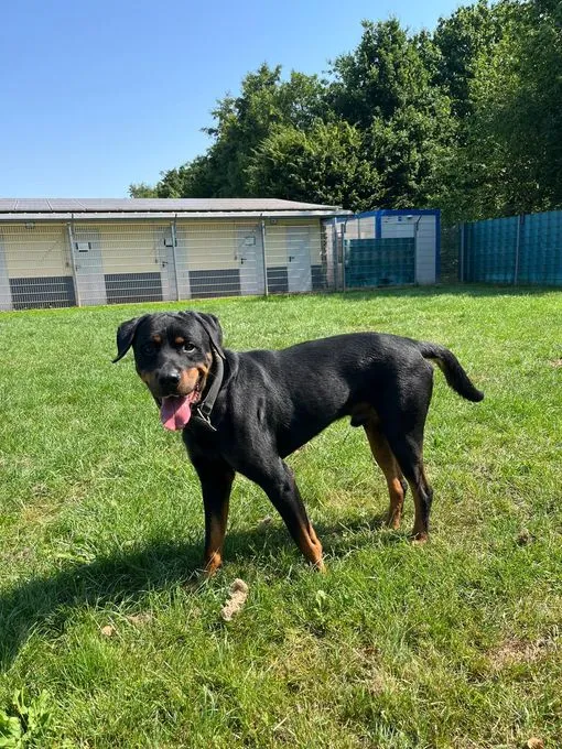 Tasmani  - Rottweiler zur Adoption