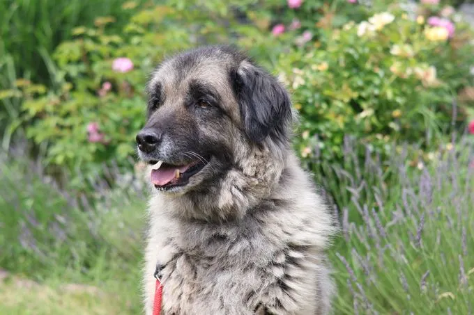 Bumi - kangal-mix zur Adoption