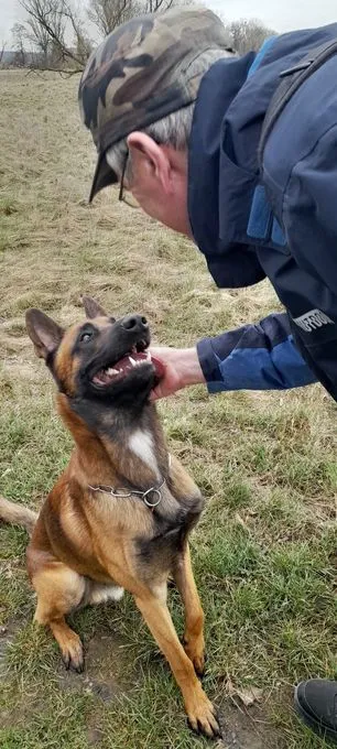 Hund aus Tierheim, Rambo | Braun Malinois Männlich