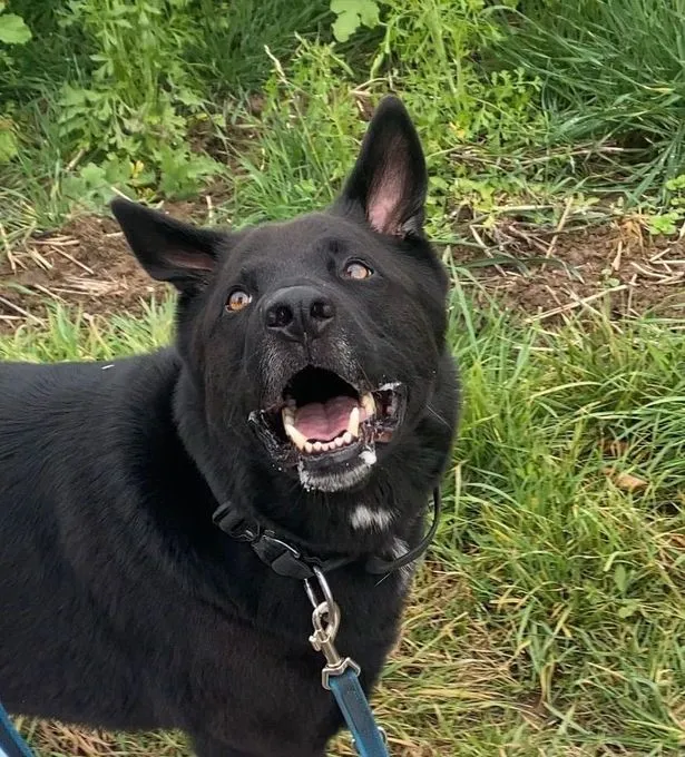 Dog from shelter, Buddy | Schäferhund Mix Male
